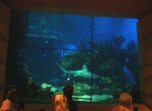 A shark swims by during dinner at the Coral Reef Restaurant. 