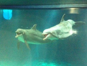 Dolphins perform during a show at The Seas.